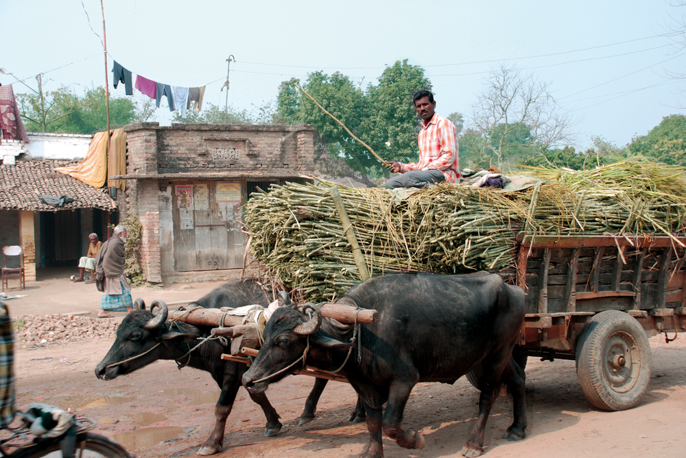 Crop Insurance in India is it an Effective Safety Net?